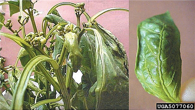 أضرار مبيدات أعشاب الفلفل: هل يمكن إتلاف الفلفل بواسطة مبيدات الأعشاب