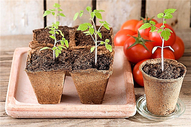 Problem med tomatfröplantor: Lär dig mer om sjukdomar i tomatplantor