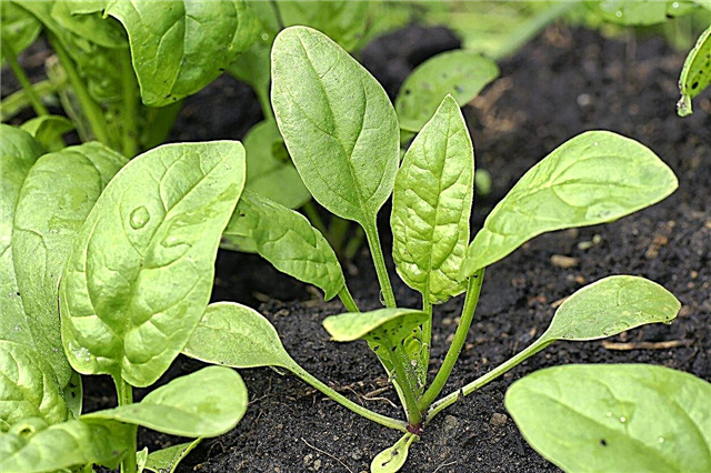 Anbau von Gemüse mit hohem Eisengehalt - Welches Gemüse ist reich an Eisen?