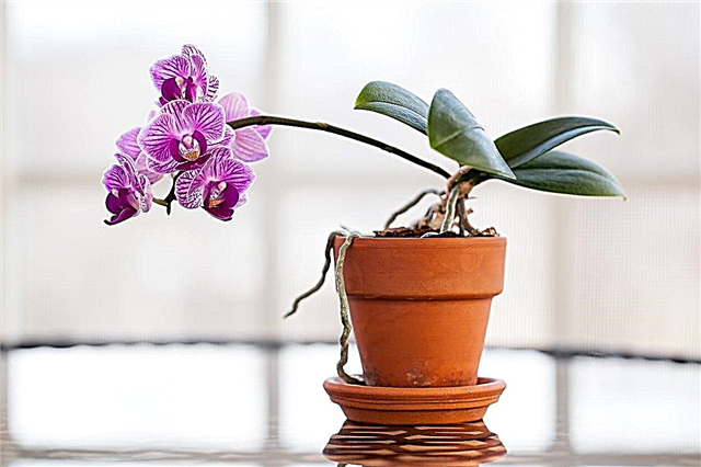 Razones para dejar caer las hojas de orquídeas: aprenda a arreglar la caída de hojas de orquídeas