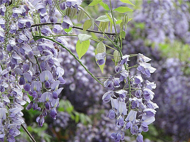 Silky Wisteria Information: How To A Silky Wisteria Vines laten groeien