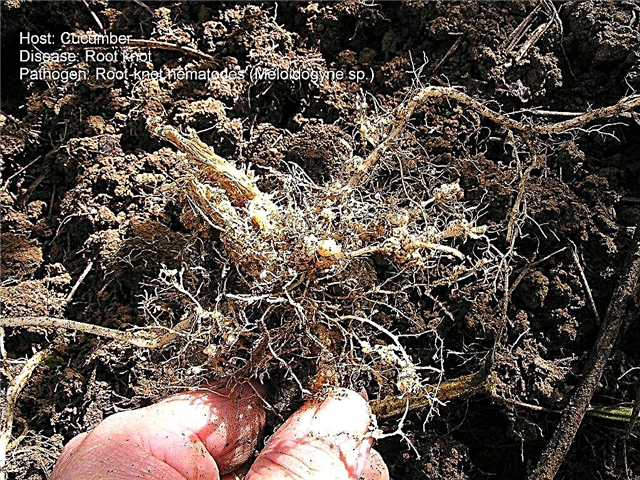 Control de nematodos de cucurbitáceas: cómo manejar los nematodos en las plantas de cucurbitáceas