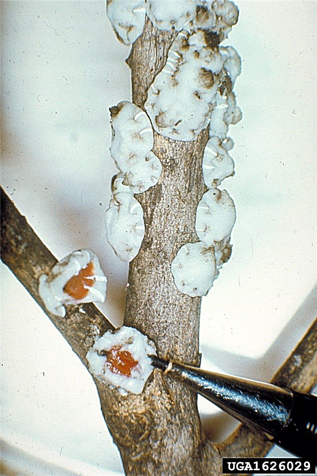 Plagas del árbol de clavo: Control de plagas en un árbol de clavo