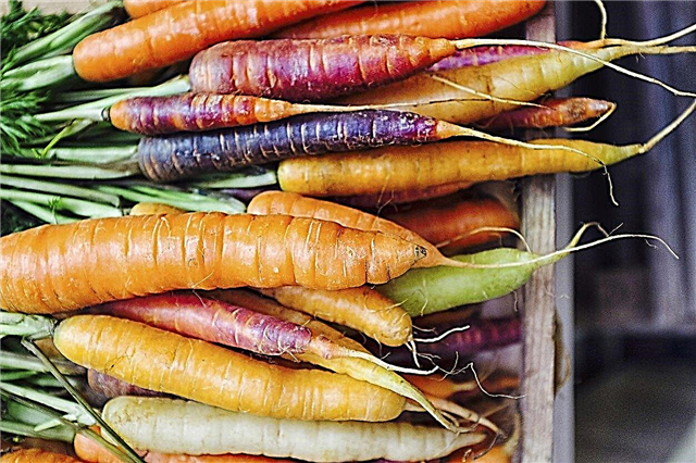 Vitamin A-Gemüse: Erfahren Sie mehr über Gemüse mit hohem Vitamin A-Gehalt