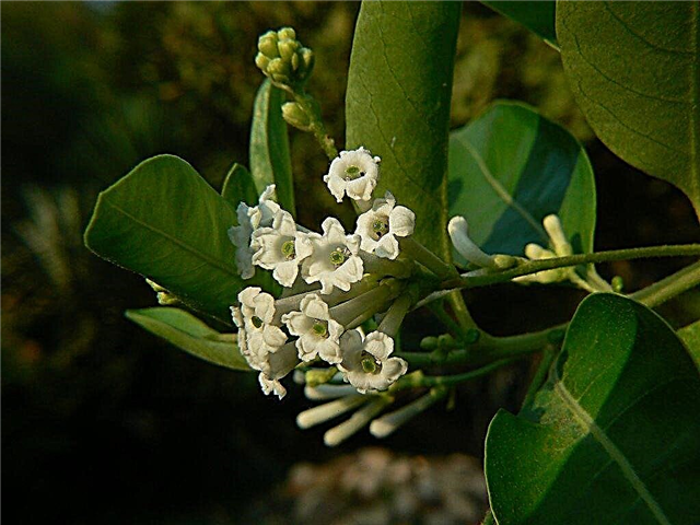 Day Jasmine Varieties - Erfahren Sie mehr über Day Blooming Jasmine Care