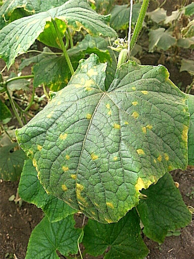Cucurbit Downy Mildew Control - Συμβουλές για τη θεραπεία φυτών Cucurbit με Downy Mildew