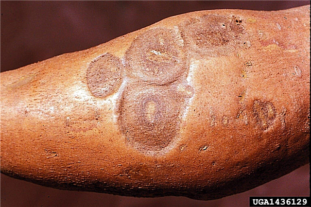 Qu'est-ce que la variole de la patate douce: en savoir plus sur la pourriture du sol des patates douces