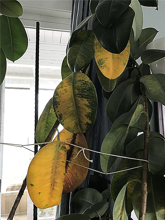 Hojas amarillas del árbol de caucho - Razones para amarillear las hojas en una planta de caucho