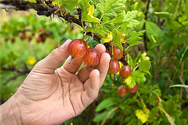 Hedelmälaakavarjostimet: Kasvavat hedelmäkasvit varjopuutarhoihin