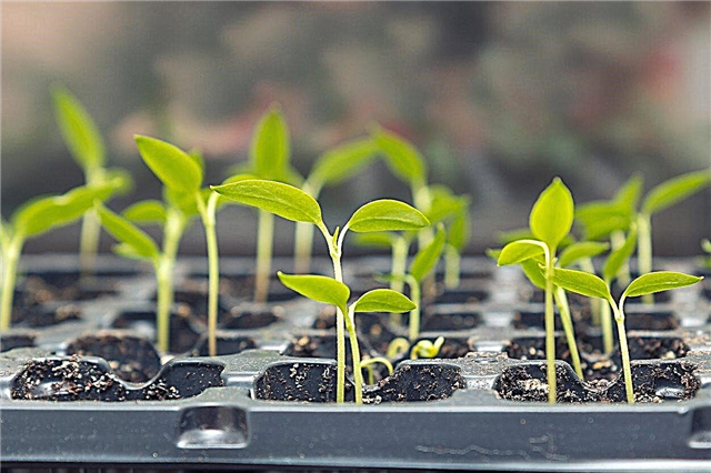 Começo da semente da estufa - quando plantar sementes da estufa