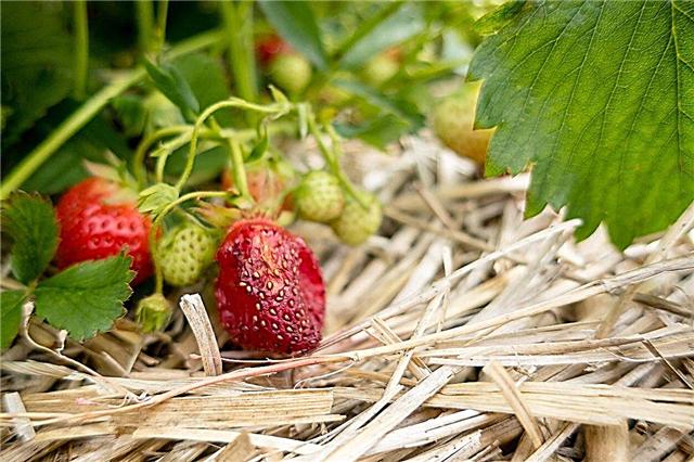Verrottende Erdbeeren reparieren: Ursachen für das Verrotten von Erdbeeren am Rebstock