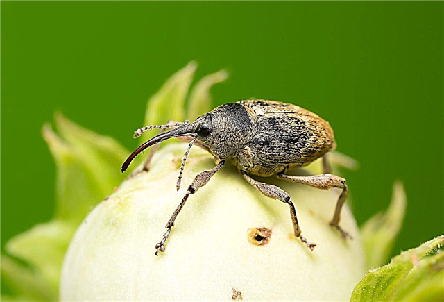 Hva er nøttetre skadedyr: Lær om insekter som påvirker nøttetrær