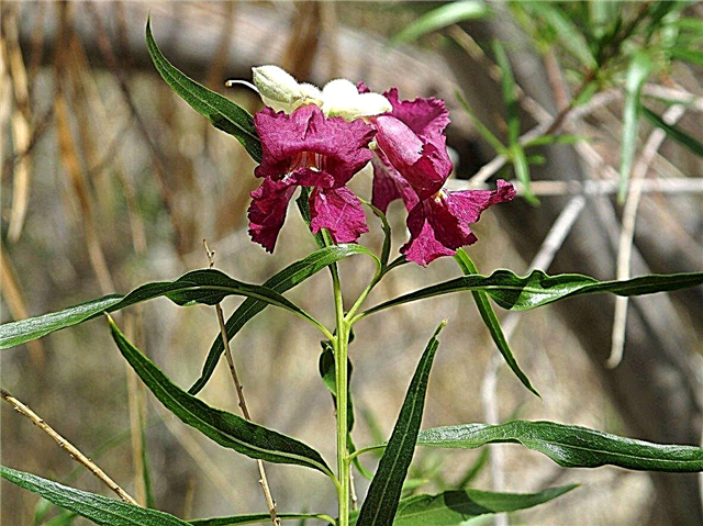 When To Prune A Desert Willow - Tips On Pruning Desert Willows