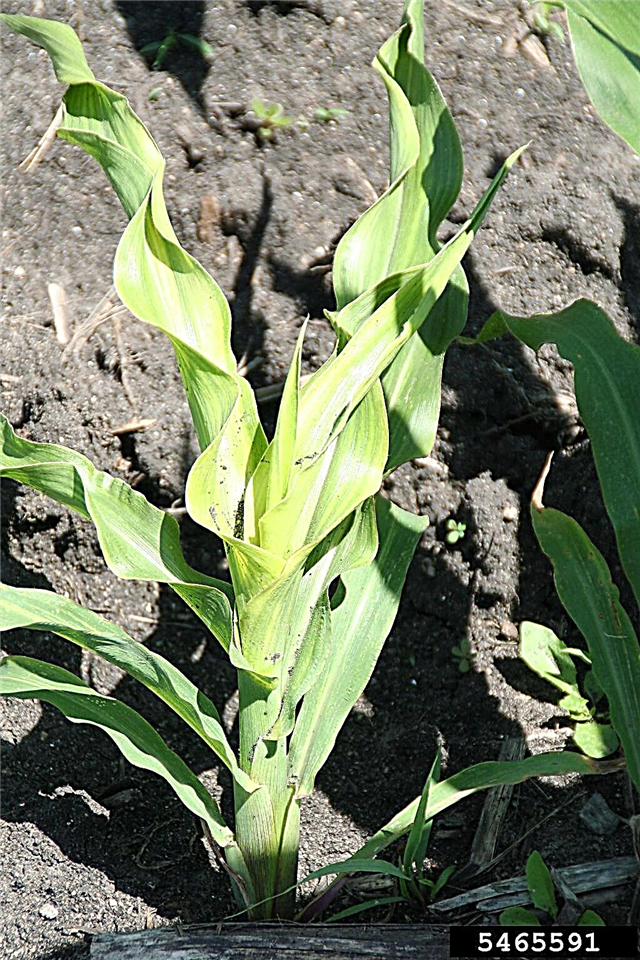 Controllo della peronospora del mais - Gestione della peronospora sul mais