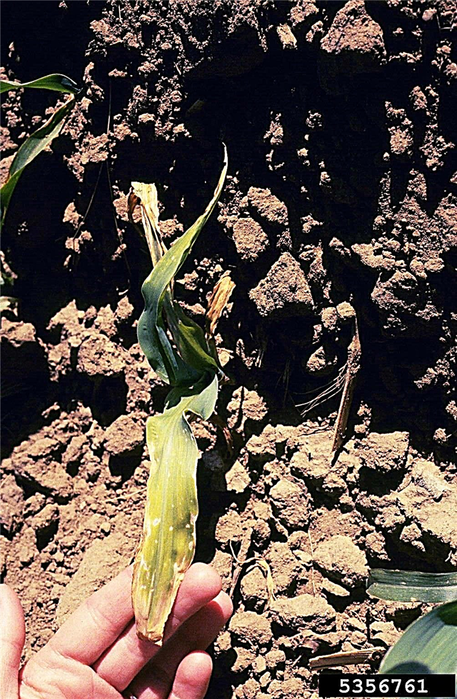 מחלת ריקבוב זרעים בתירס: הסיבות להירקב זרעי תירס מתוקים
