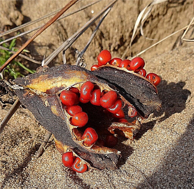 Gloriosa Zambak Tohumu Çimlenme - Gloriosa Zambak Tohumları Bitki Nasıl Öğrenilir
