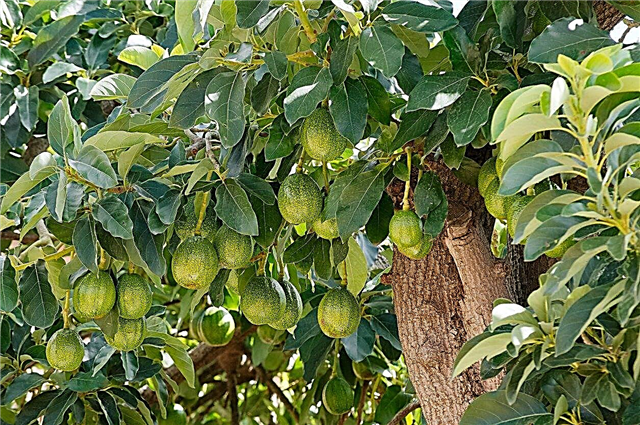 Avokado Nakli: Olgun bir Avokado Ağacı Taşıyabilir