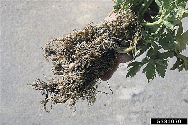 Cần tây rễ nút tuyến trùng Thông tin: Giảm bớt thiệt hại tuyến trùng của cần tây