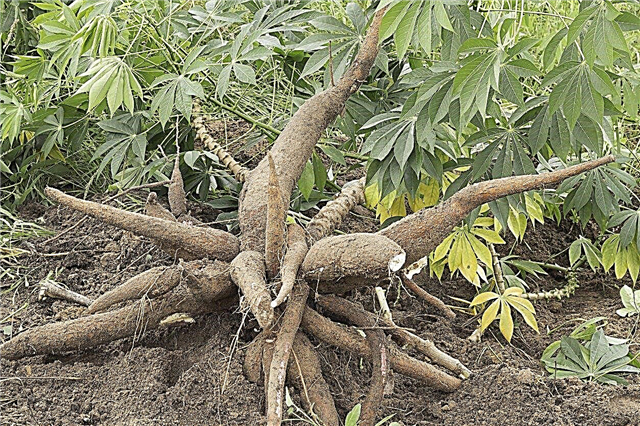 Colheita de plantas de tapioca - Como colher uma planta de tapioca