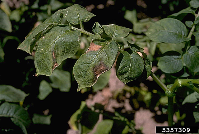 Potet Fusarium Wilt Info - Årsaker til å tømme potetplanter