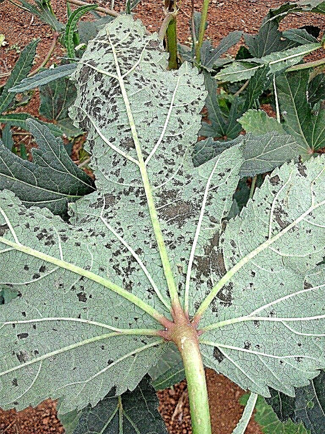 Τι είναι το Okra Leaf Spot: Συμβουλές για τη θεραπεία του Leaf Spot Of Okra