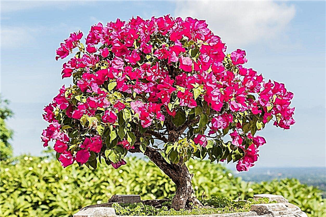 Creación de plantas de bonsai de buganvilla: cómo hacer un árbol de bonsai de buganvilla