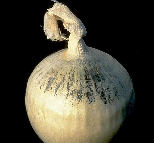 Onion Black Mould Info: Verwalten von Black Mould On Onions