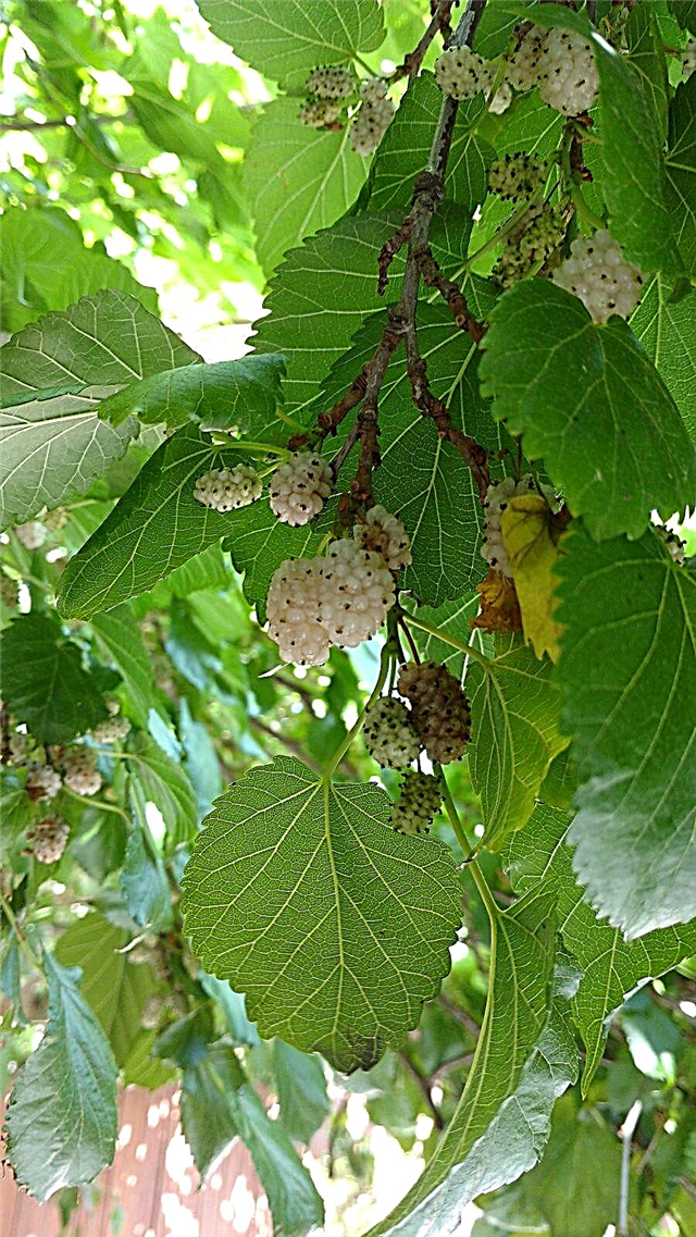 White Mulberry Info: Dicas sobre como cuidar de árvores de amoreira branca
