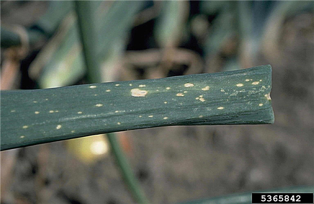 Cibuľová cibuľka Botrytis - ošetrovanie cibule s listovou cibuľkou Botrytis