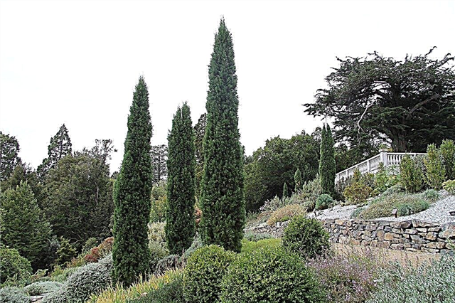 Cypress italiano crescente - como cuidar de ciprestes italianos