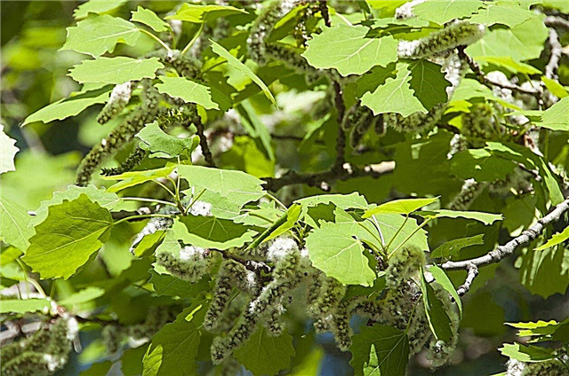 Uzgoj sjemena aspen - kako i kada posaditi sjeme aspena