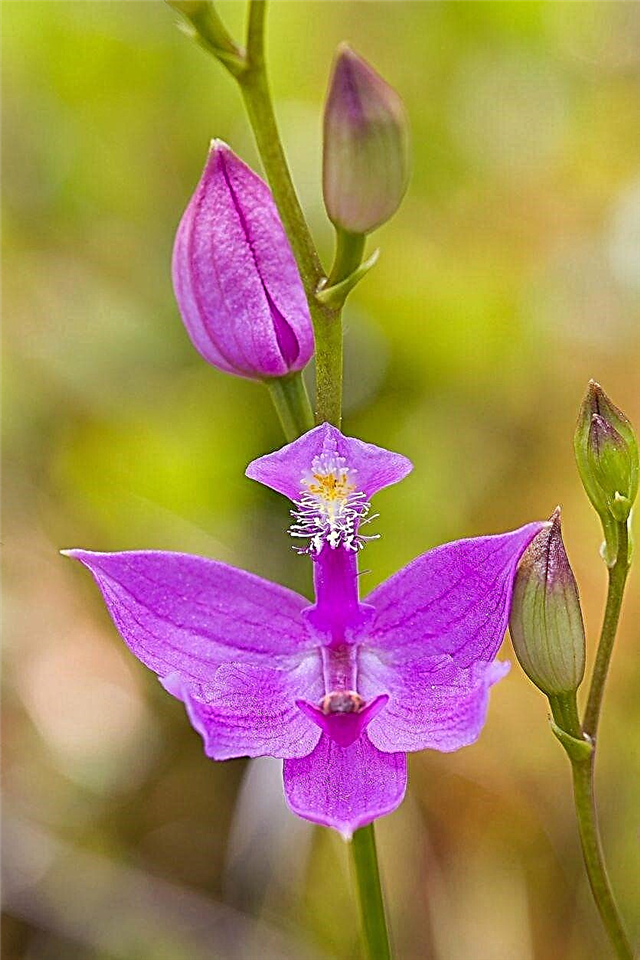 Calopogon information - Lær mere om Calopogon Orchid Care i landskaber