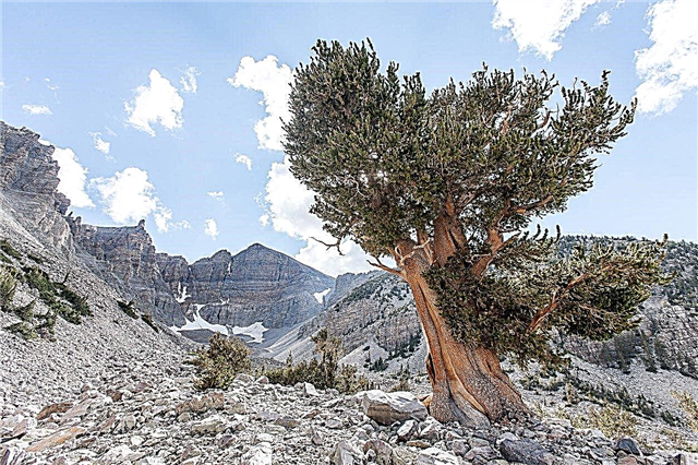 Bristlecone Pine Information - Pflanzen von Bristlecone Pine in Landschaften