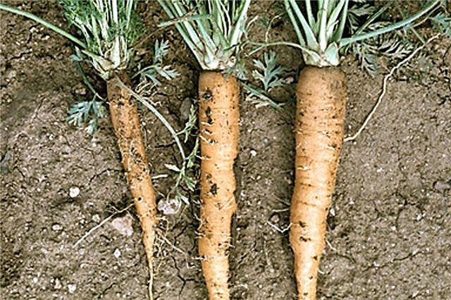 गाजर के एस्टर यलो का प्रबंधन - गाजर की फसल में एस्टर येलो के बारे में जानें