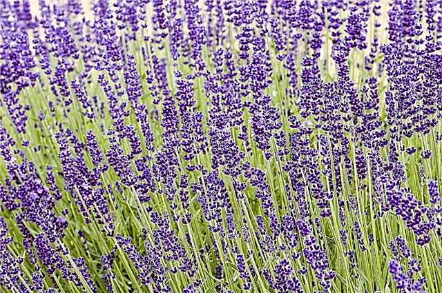Lavendel Hidcote Info: Tip til dyrkning af lavendel Hidcote planter