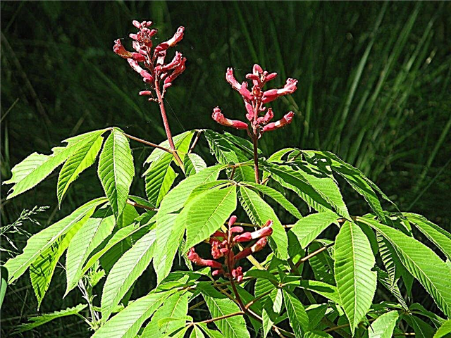Red Buckeye Trees: tips voor de zorg voor dwergrode buckeyes