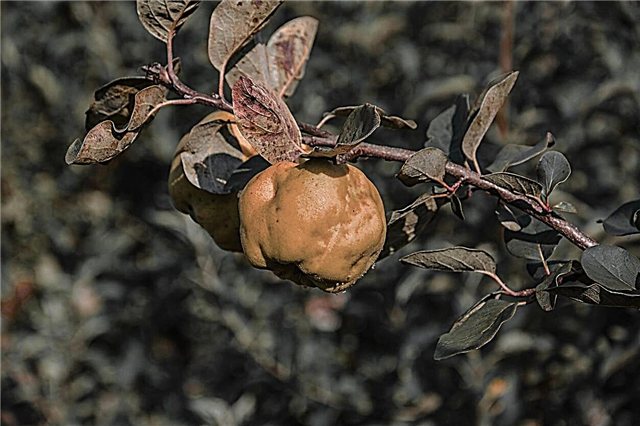 Almindelige skadedyr af quince træer - tip til behandling af quince tree skadedyr