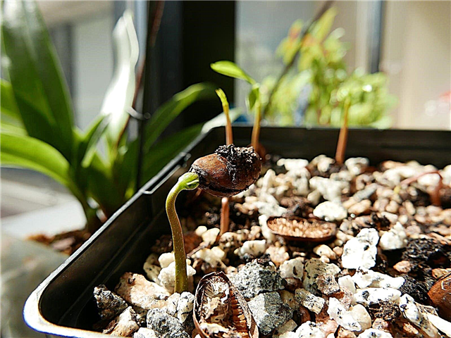 Tips til forplantning af poter - Hvordan man formerer et potetræ