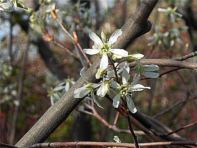 Rūpes par Serviceberry kokiem: augoša rudens spožuma Serviceberry