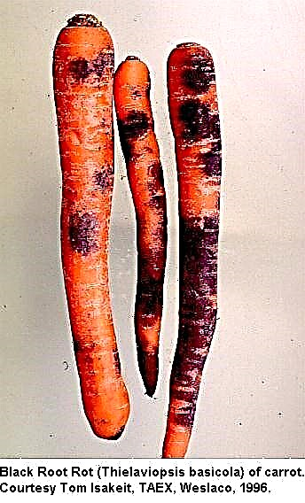 ¿Qué es la podredumbre de la raíz negra de zanahoria?