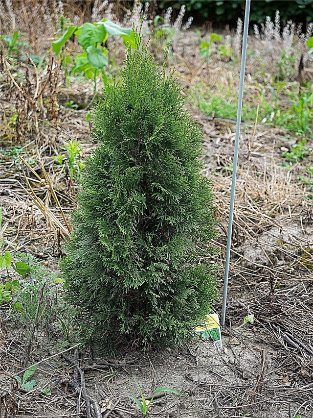 Изумрудно-зеленый Arborvitae Информация: Советы по выращиванию Изумрудно-зеленый Arborvitae