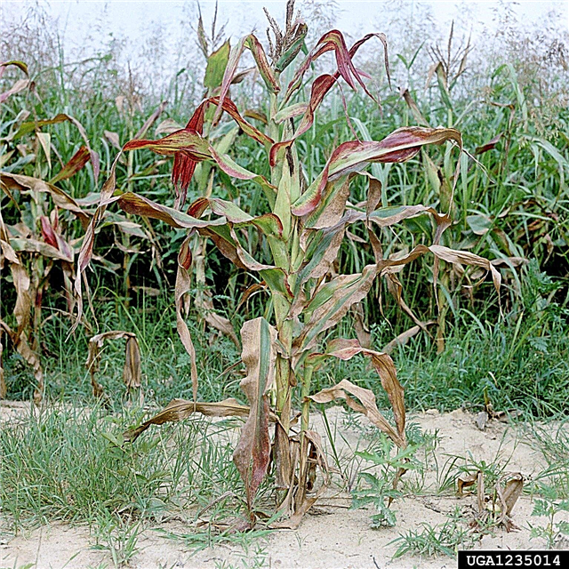 Behandlung von Stunt in Mais - Wie man verkümmerte Zuckermaispflanzen verwaltet