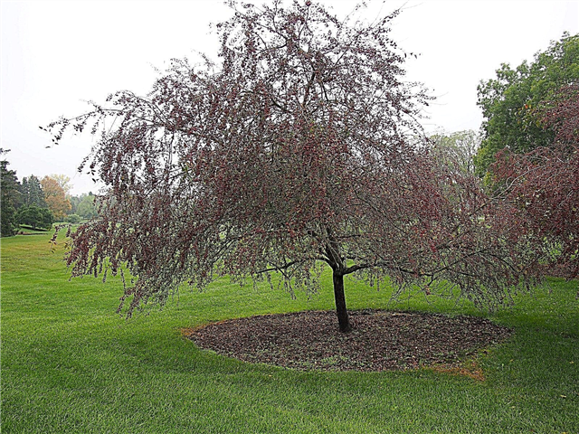 Prairifire Crabapple Information: Aprenda sobre el cultivo de árboles Prairifire