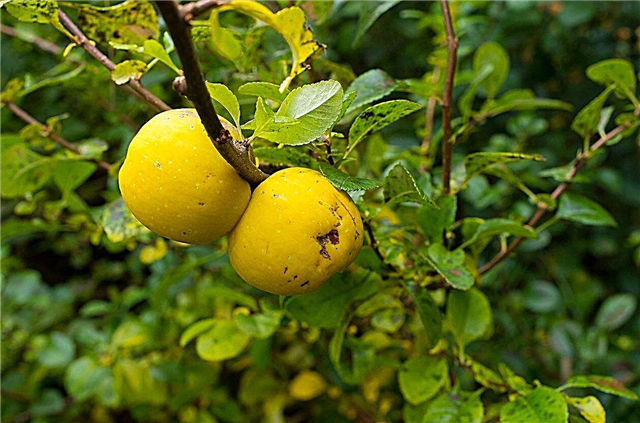 Нет фруктов на дереве айвы - почему плоды айвы не образуются