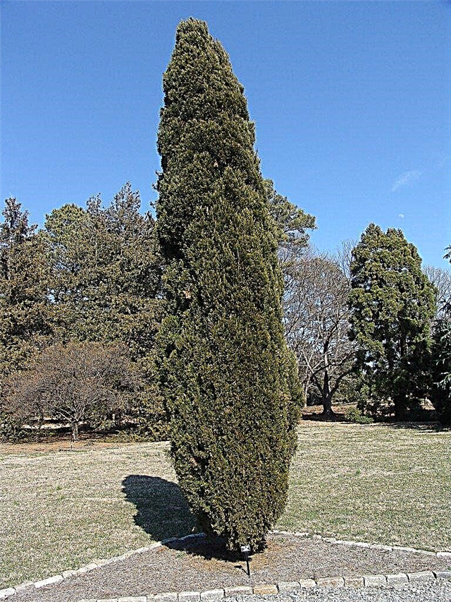 Juniper espartano chinês - pontas para crescer árvores de zimbro espartano