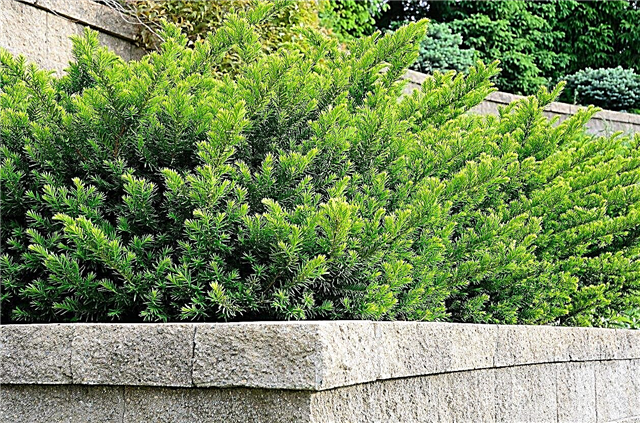 Información de Taunton Yew - Cómo cuidar los arbustos de Taunton Yew