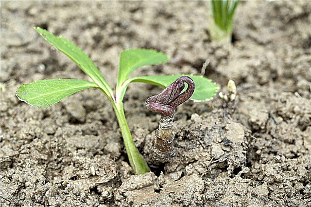 Размножаване на Hellebore Plant: Методи за размножаване на растение Hellebore