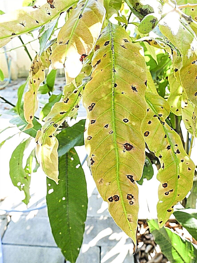 كيفية إدارة مرض المانجو: نصائح لعلاج شجرة مانجو مريضة