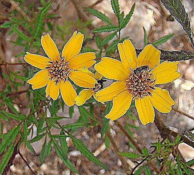 Mountain Marigold Care - Hvordan dyrke Bush Marigold-planter