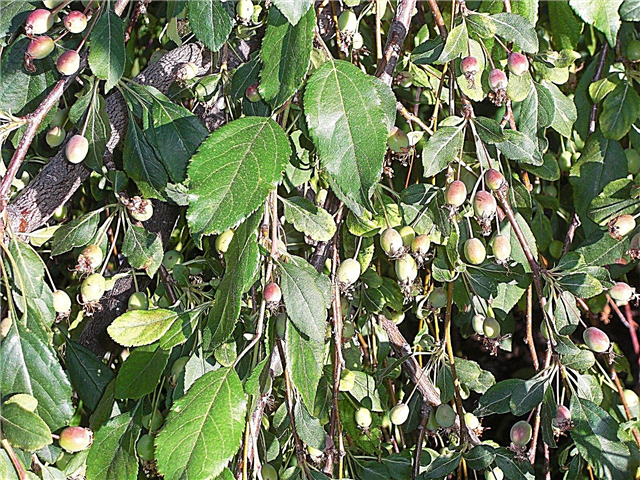 Növekvő virágos rombuszfélék: Tudjon meg többet a Louisa Crabapple fákról